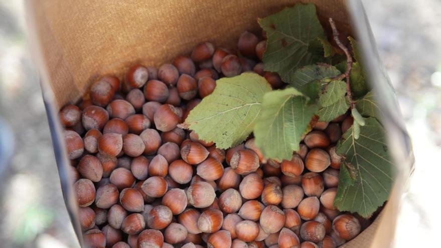 De cultivo tradicional a producto gourmet: Benassal quiere relanzar su avellana más emblemática