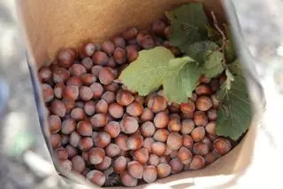 De cultivo tradicional a producto gourmet: Benassal quiere relanzar su avellana más emblemática