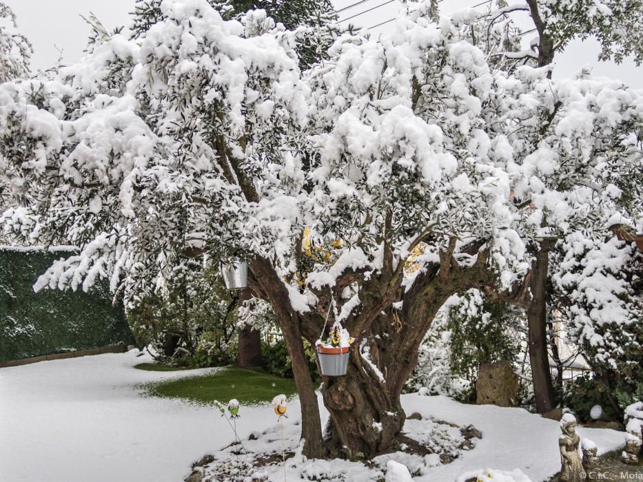 Jardí. La nevada ens deixa la imatge d’un terra blanc i llis, i les branques de l’arbre cobertes de neu.