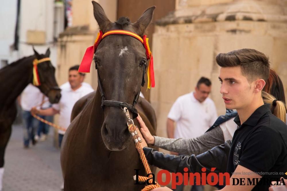 Caballo a pelo Caravaca (Desfile)