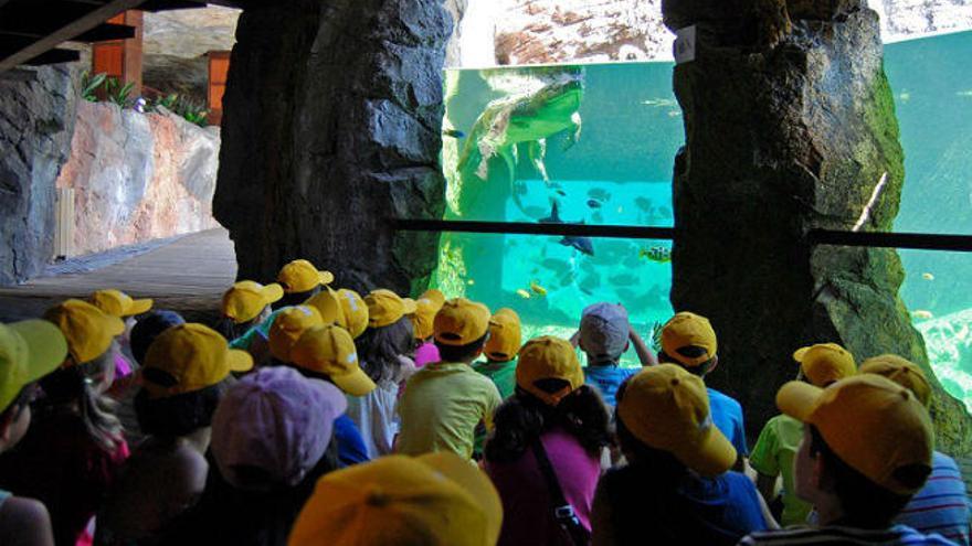 Niños observando la alimentación de los cocodrilos