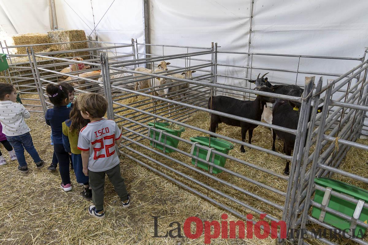 Así se ha vivido la IX Feria del Cordero Segureño celebraba en la pedanía caravaqueña de Archivel