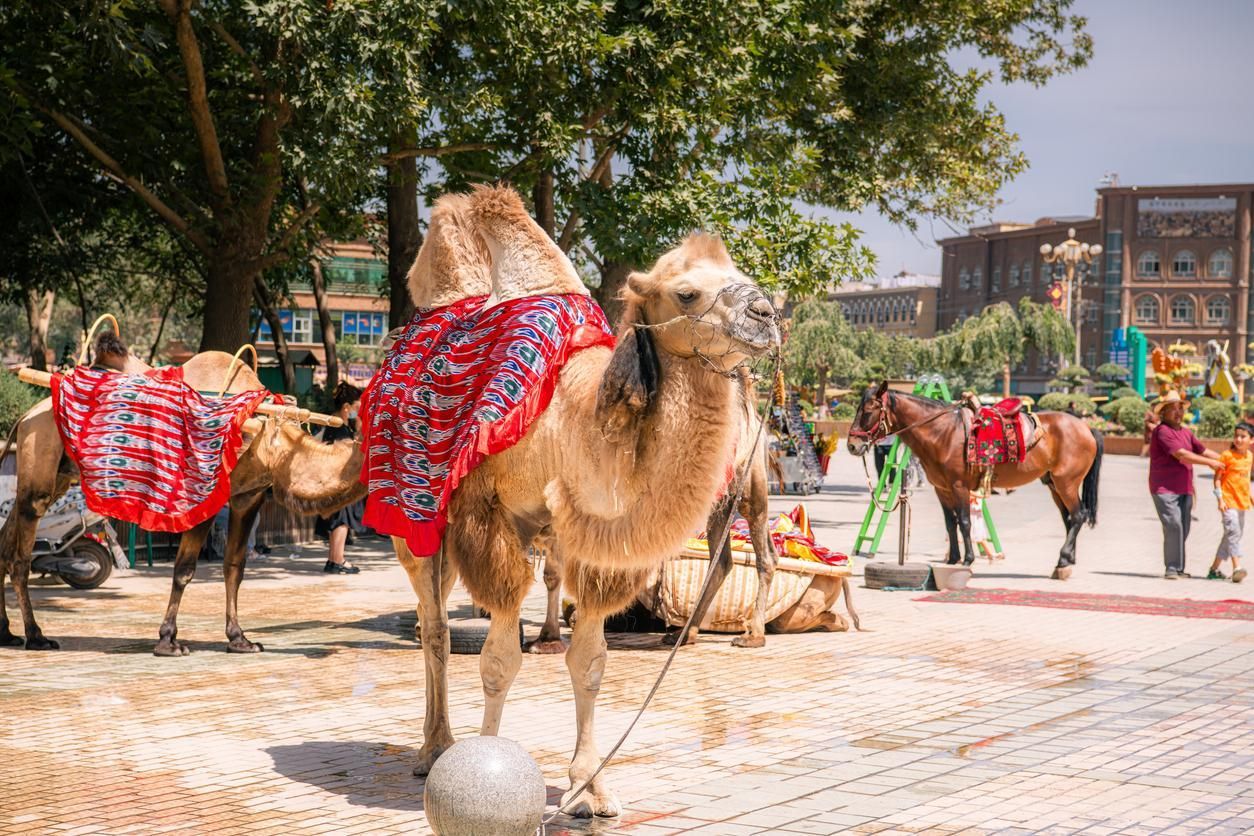 El mercado de ganado, un plan imprescindible en Kashgar