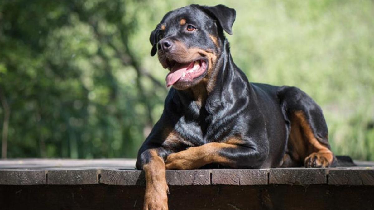 Estos son los perros de raza peligrosa en España