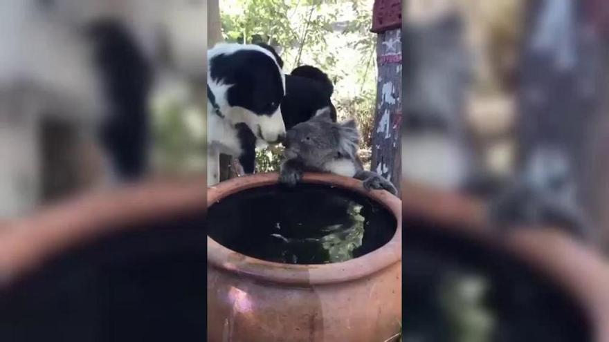 Un perro y un koala comparten agua en Australia