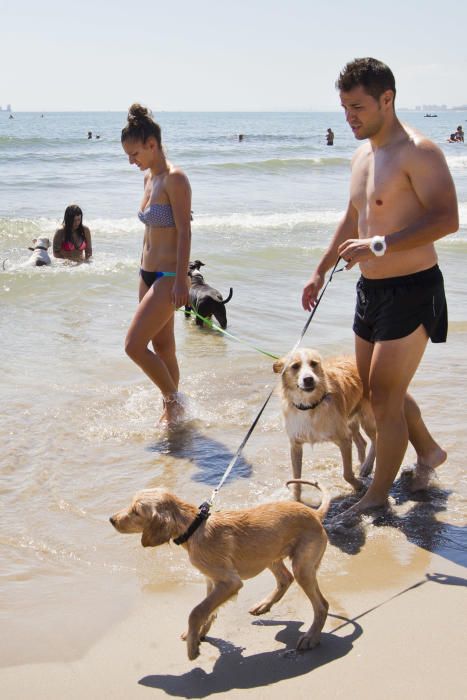 La playa para perros de Pinedo, a reventar