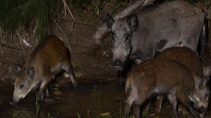 Gecen y vecinos muestran su rechazo a las batidas de caza de jabalís en el Desert