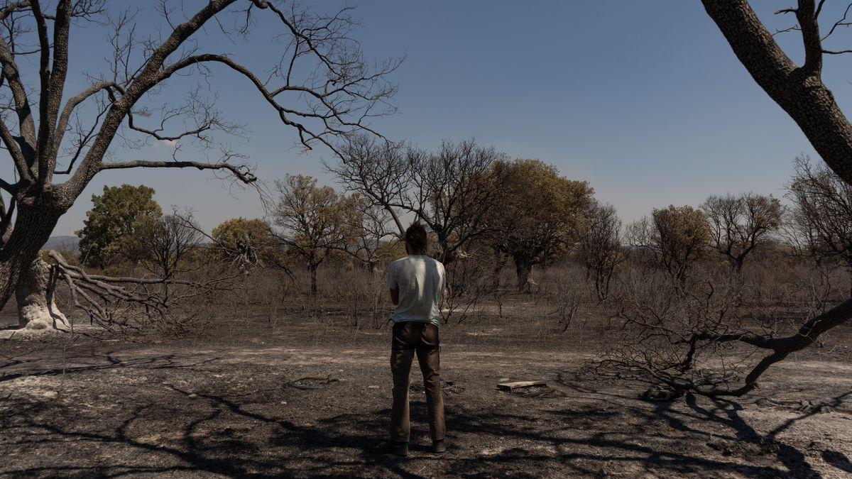 Un hombre, en Tábara, observa el terreno quemado.