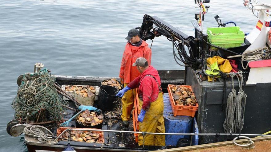 La campaña de la vieira culmina con 30 toneladas y garantiza la fiesta de Cambados