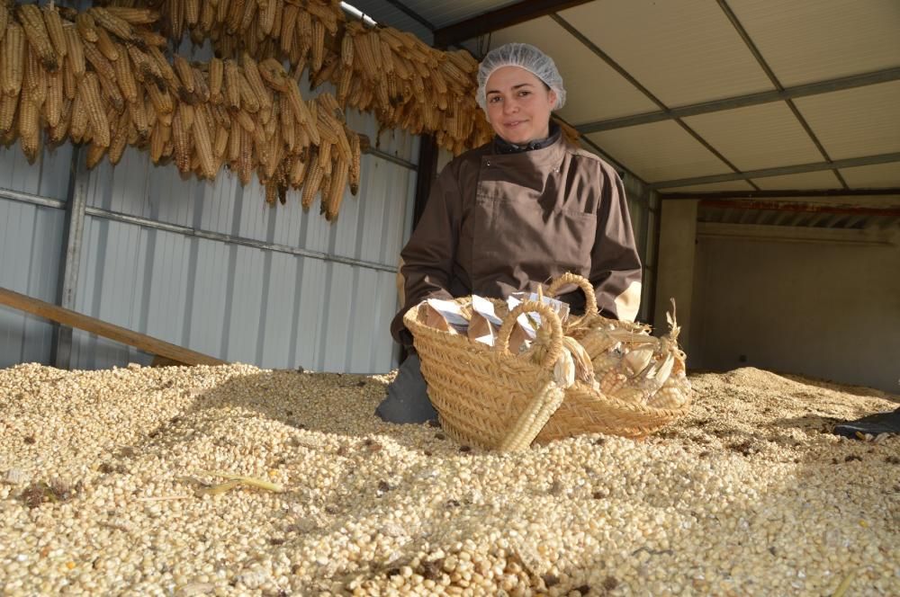 Maria Costa aposta pel conreu del blat de moro
