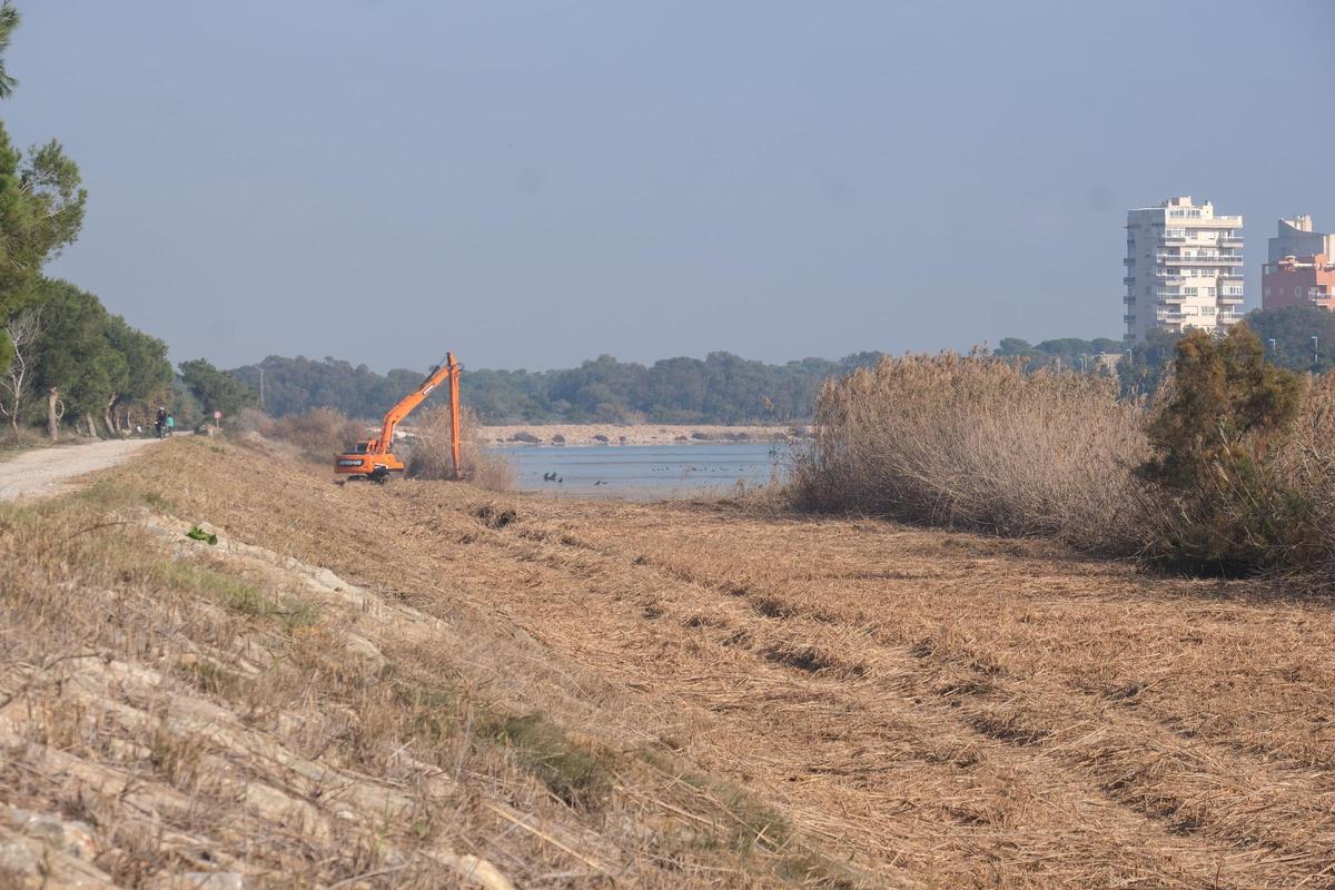 Corte de cañas en el tramo final del Segura de Guardamar. La limpieza se realiza de forma anual pero la zona se ocupa de vegetación a los pocos meses. Además, en muchos puntos hay que presevar el carrizo autóctono