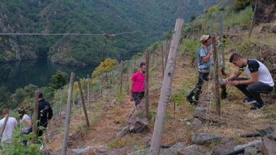 Alumnos del IES O Ribeiro realizando injertos en Sober. // FdV