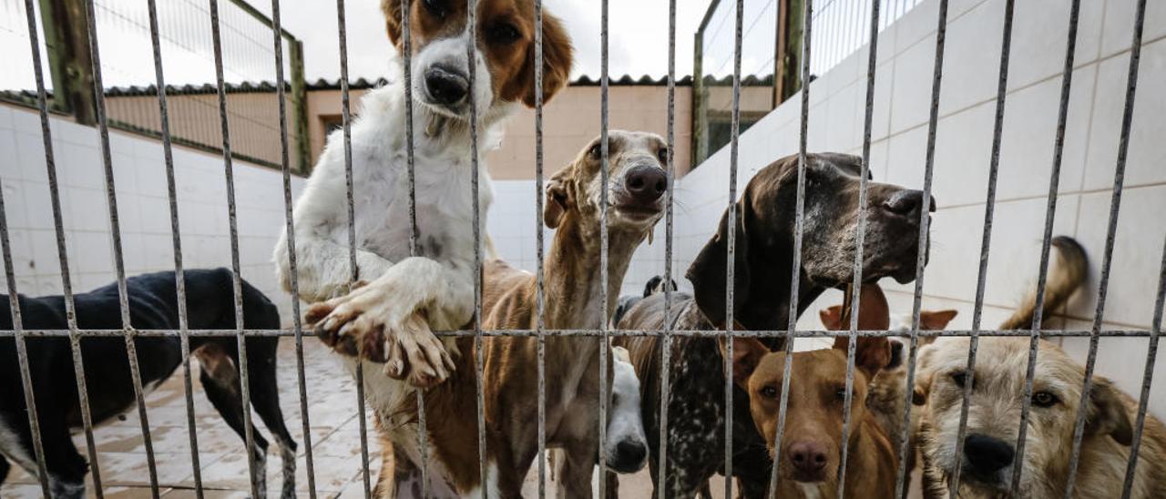 El albergue de animales mancomunado se encuentra en el paraje Las Cañadas de Elda