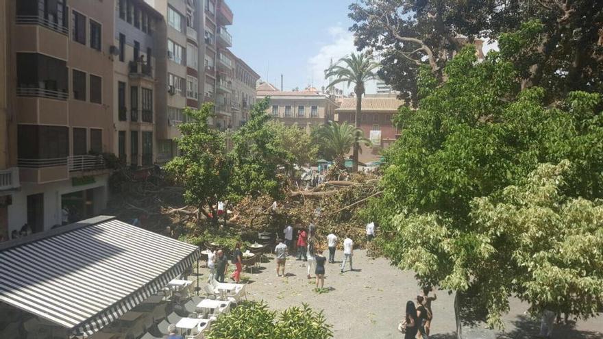 El árbol ha caído sobre las terrazas