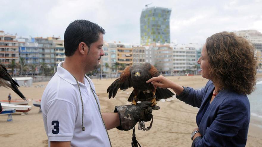 Águilas de Harris sobrevuelan Las Canteras