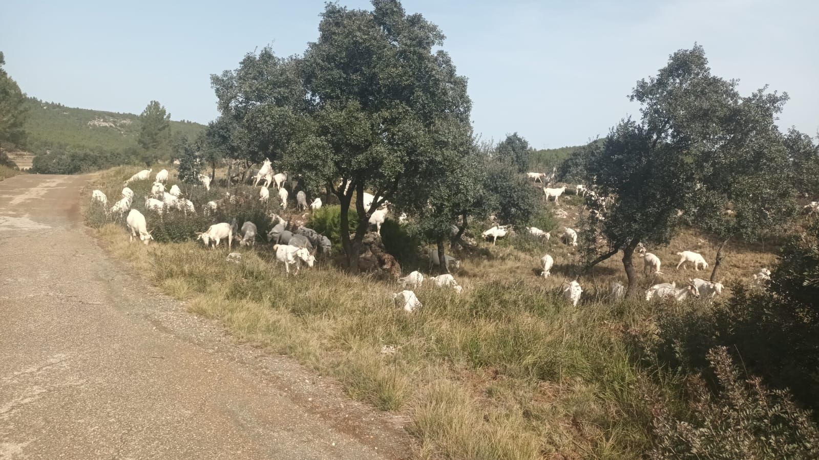 Pastoreo de cabras para prevenir incendios en Vallada