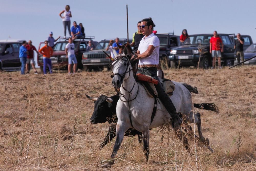 Encierro en Sanzoles (Zamora)