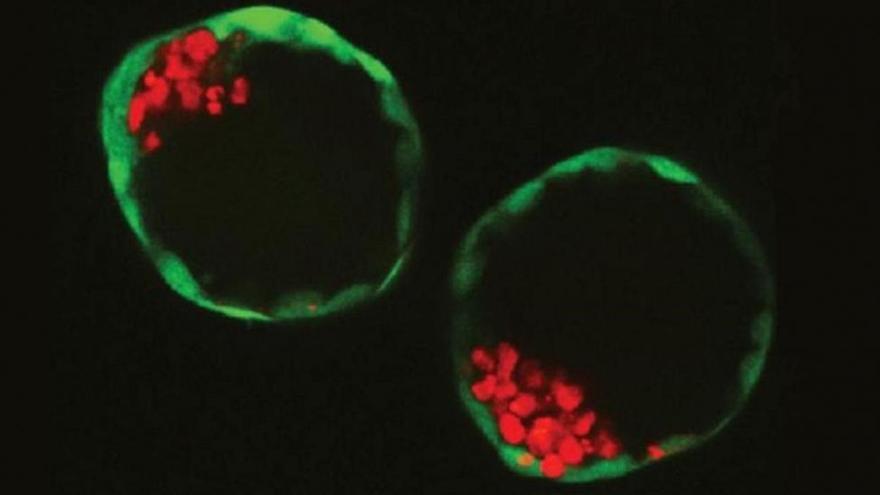 Células madre &#039;dan vida&#039; al primer embrión artificial