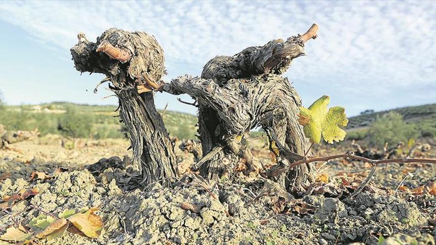 Un estudio vincula la pérdida de viñedo con los efectos del cambio climático