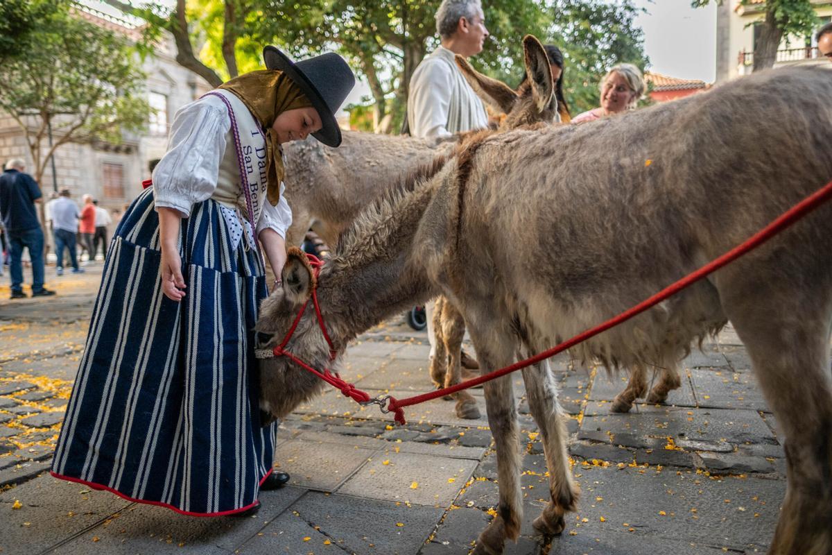 Noche de los Burros en La Laguna