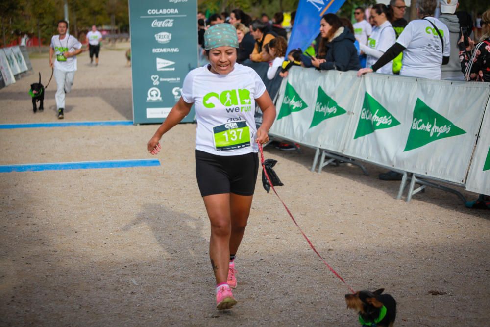 Can We Run Mallorca: So war das Hunderennen