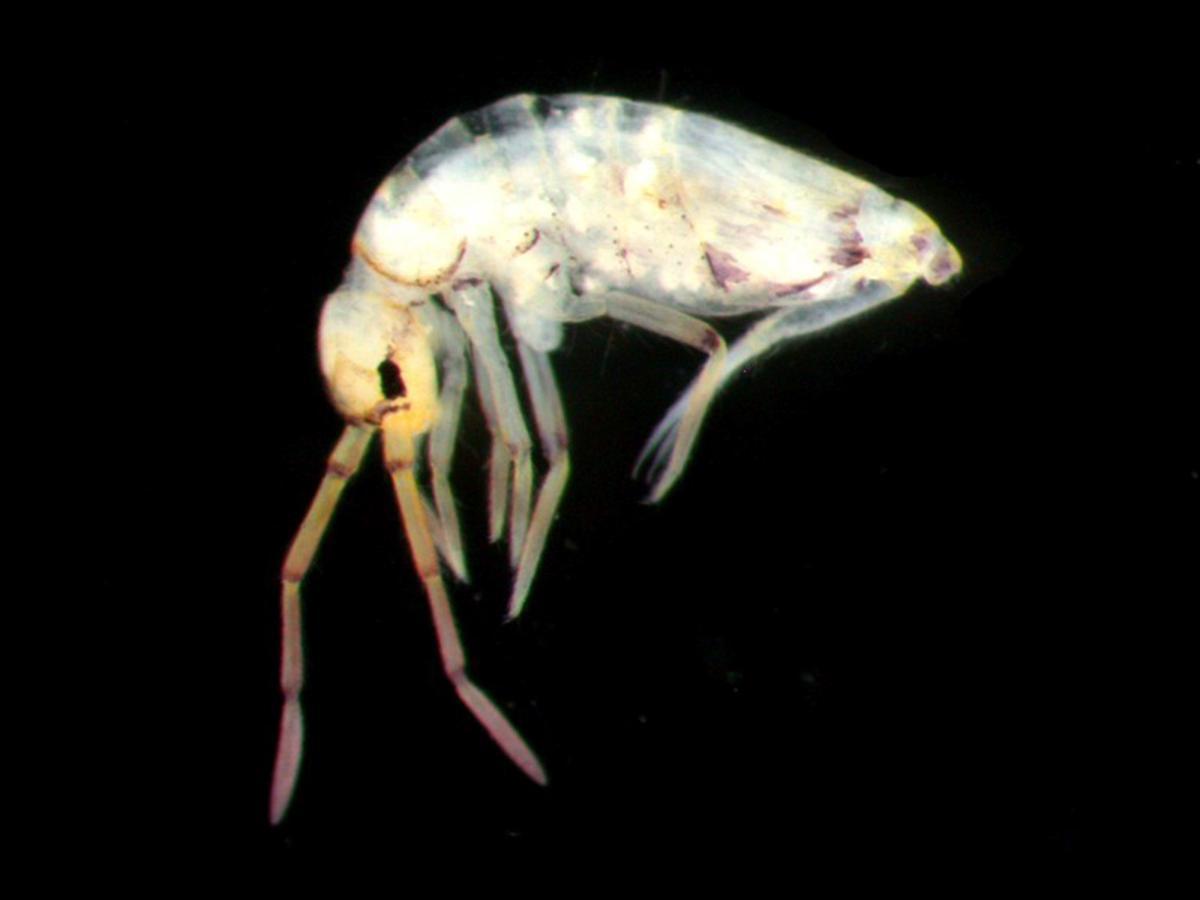 &quot;Entomobrya benaventi» es una de las dos nuevas especies encontradas por Juan Rueda Sevilla en 2020  y bautizada en homenaje al biólogo Joanmi Benavent