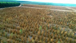 Plantación de eucaliptus en las selvas de El Cerrado