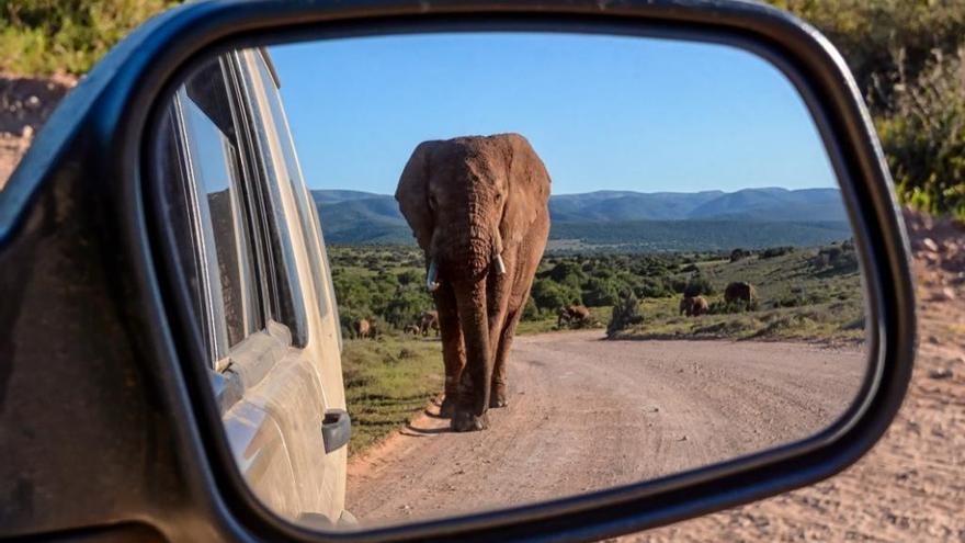 El peligro de convertir el coche en un zoológico