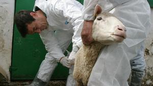 Dos veterinarios vacunan al ganado contra la enfermedad conocida como lengua azul, en Cádiz.