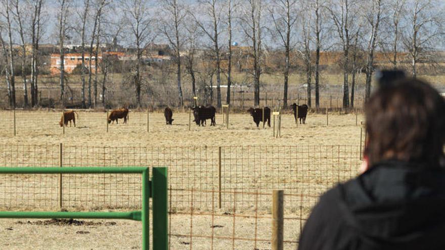 Núcleo de conservación de razas autóctonas que forma parte de la finca de la Diputación en Madridanos. |