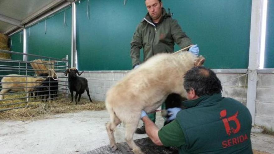 Uno de los carneros, durante las labores de recogida de semen.