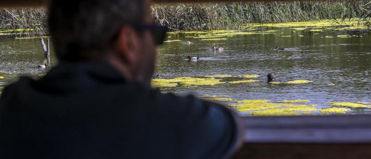 Un hombre observa a un 
gran grupo de aves acuáti-
cas en la charca natural del
 Clot de Galvany.  antonio amorós | ANTONIO AMORÓS