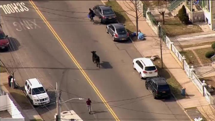 Un toro suelto por las calles de Nueva York