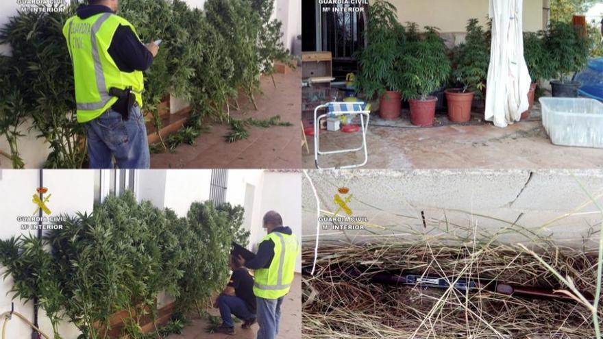 Un caso de violencia de género destapa una plantación de marihuana en Calasparra