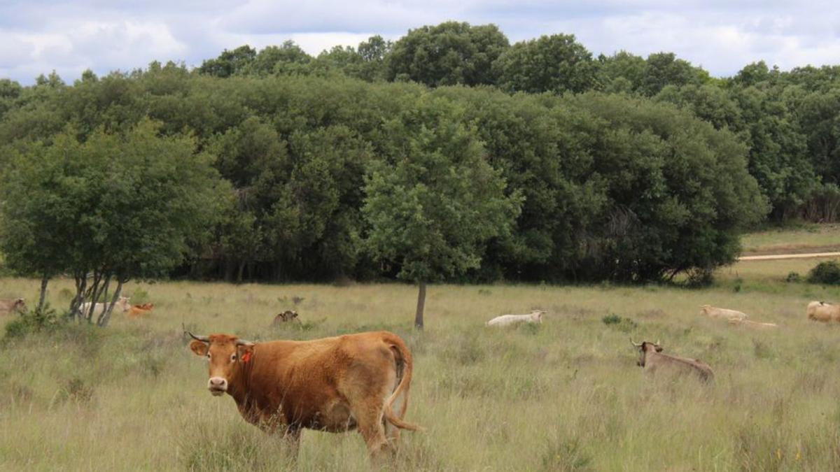 Las vacas siguen pastando tranquilas en Codesal.