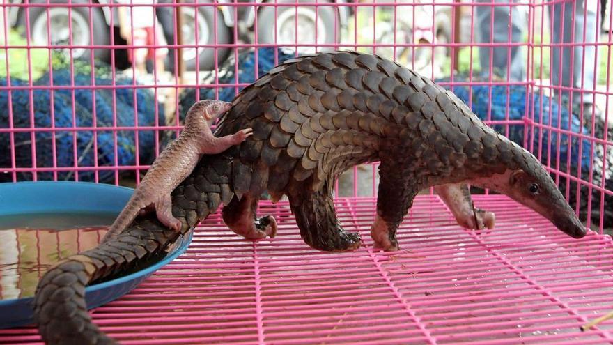 Los científicos piden reformar la regulación del comercio mundial de animales salvajes: &quot;No funciona&quot;