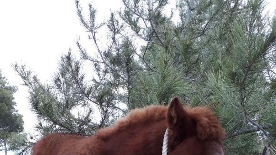 El pony encontrado en Lorca estaba atado con una cuerda al pino.