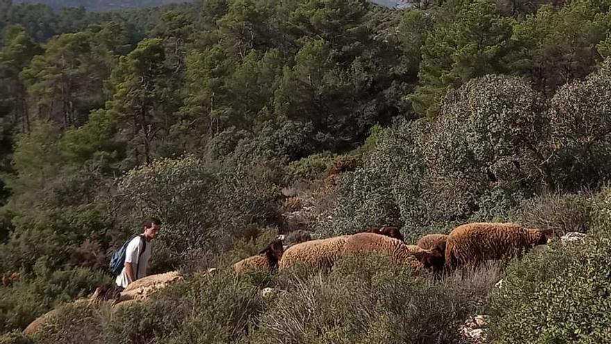 Pastoreo en el Cordel de los Carrascales de Xixona