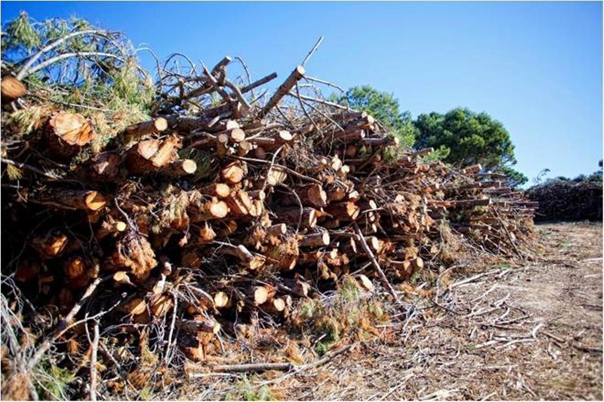 La Diputación quiere aprovechar la biomasa para reducir la factura de la energía y las emisiones de CO2 en la Sierra de las Nieves.