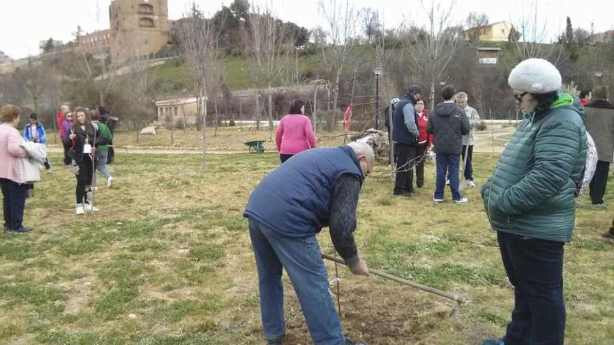 Reciente plantación de árboles en la conmemoración del Día Mundial Forestal.