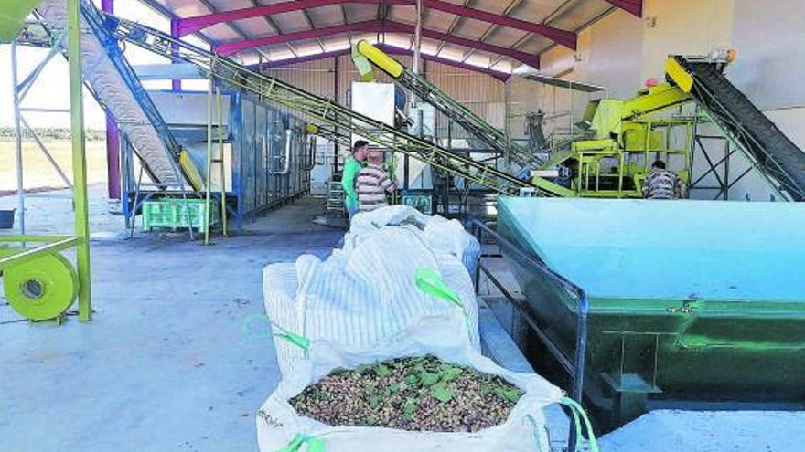 Instalaciones de la cooperativa de pistachos Naturduero de Toro. | M. J. C.