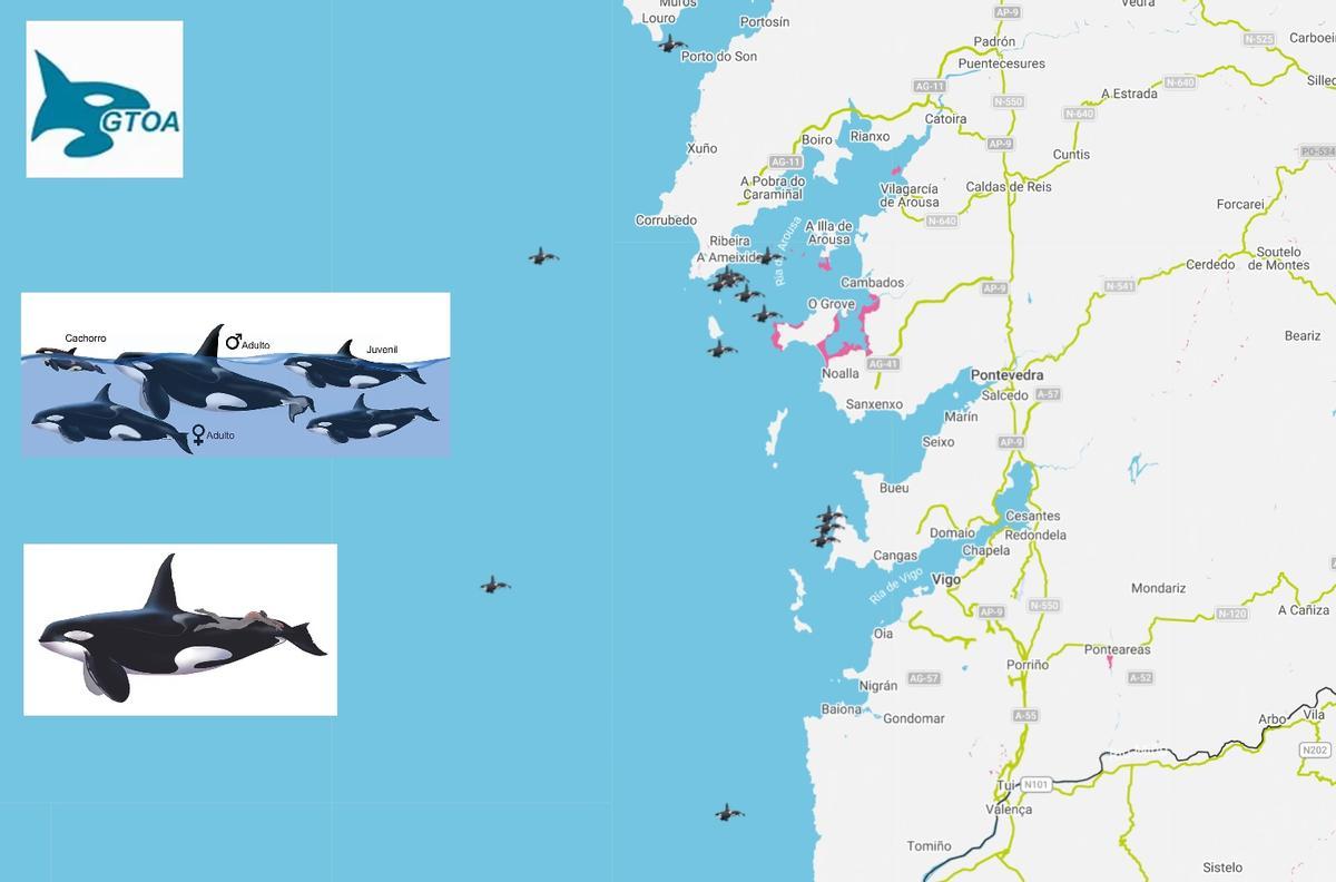 Algunas de las zonas de avistamiento en las Rías Baixas.