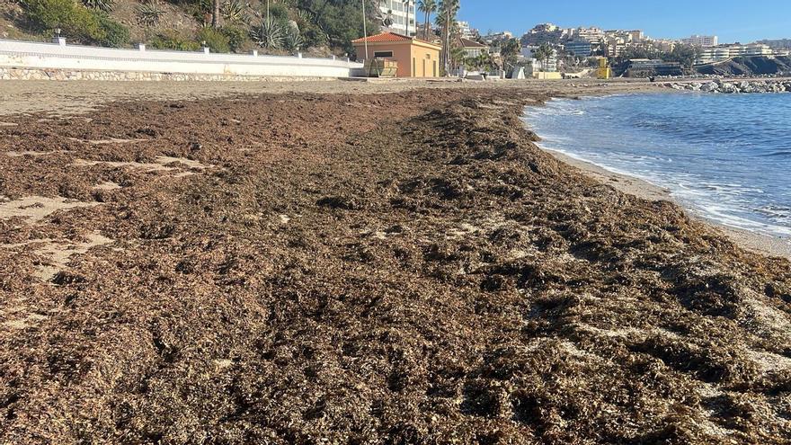 Retiradas en dos semanas unas 50 toneladas de algas asiáticas en Benalmádena