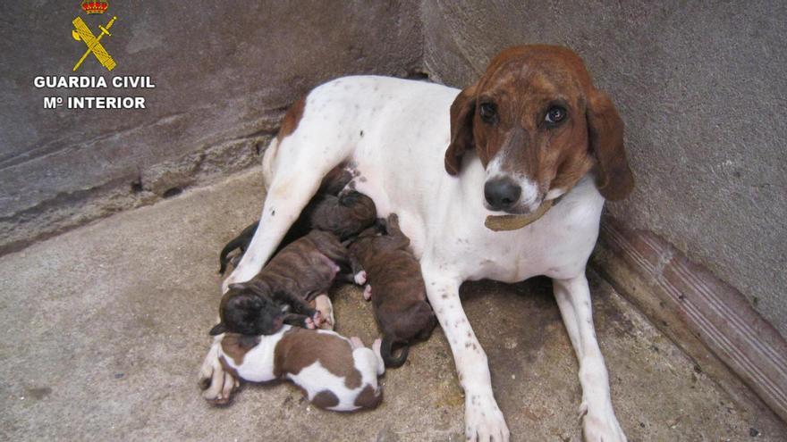 Investigan a un hombre en Pontevedra tras hallar dos cachorros enterrados en una finca de Xeve