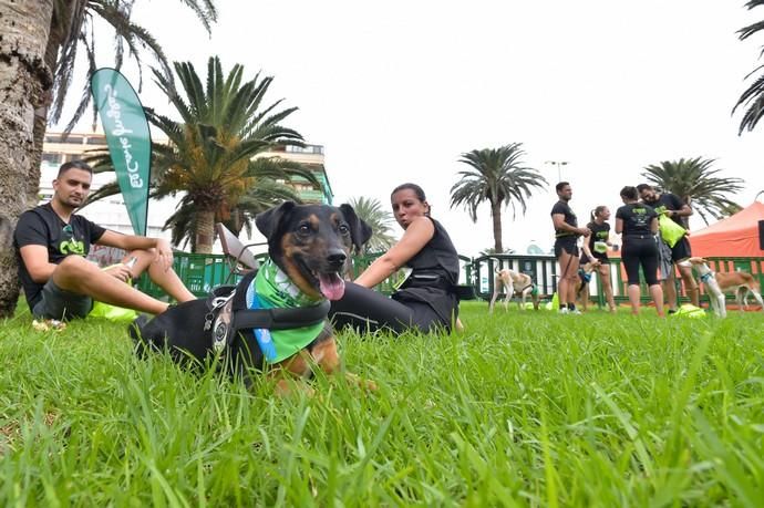 14-12-2019 LAS PALMAS DE GRAN CANARIA. Carrera de perros Can We Run, en el Parque Romano. Fotógrafo: ANDRES CRUZ  | 14/12/2019 | Fotógrafo: Andrés Cruz