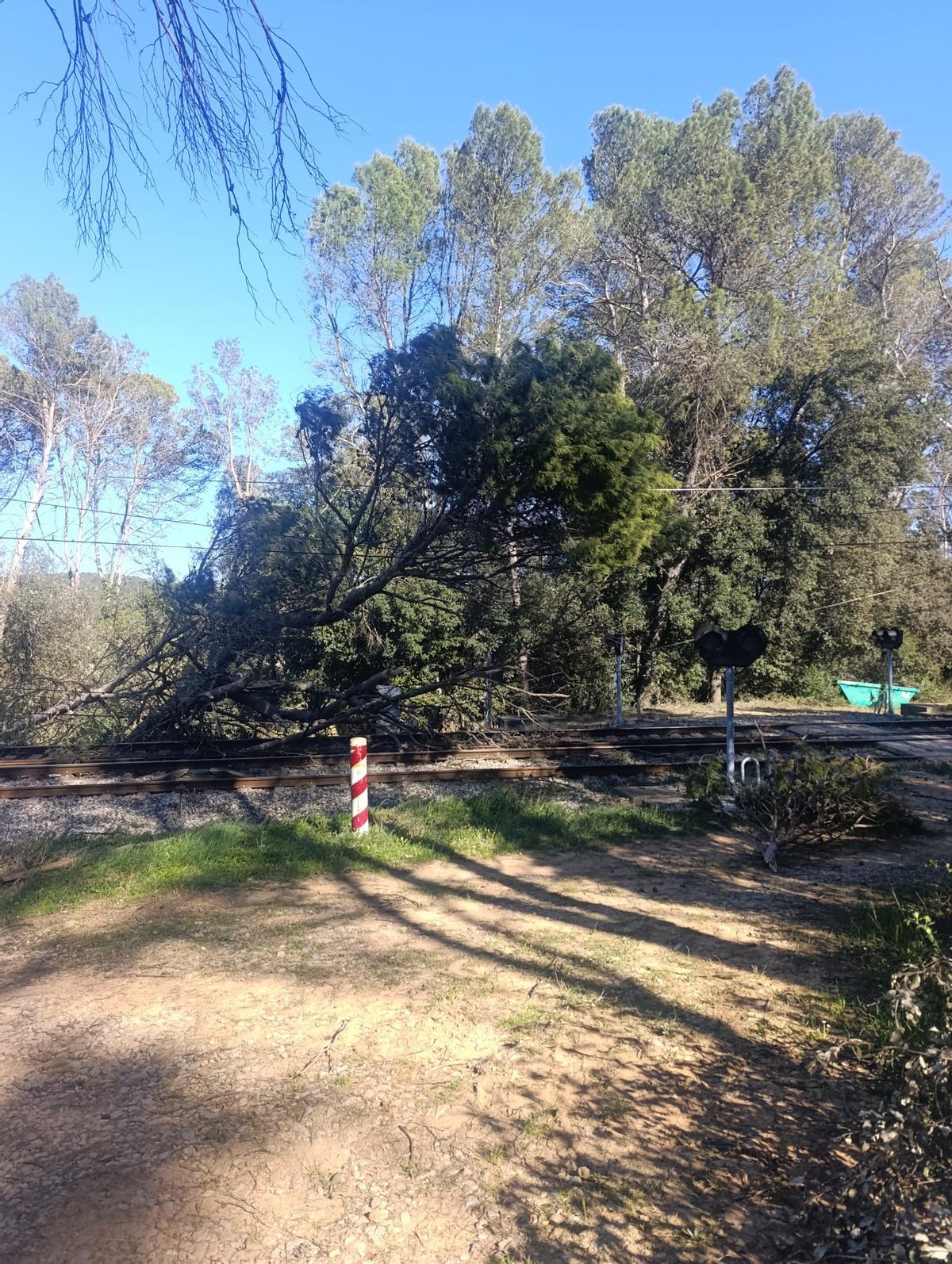 L'arbre caigut a la via