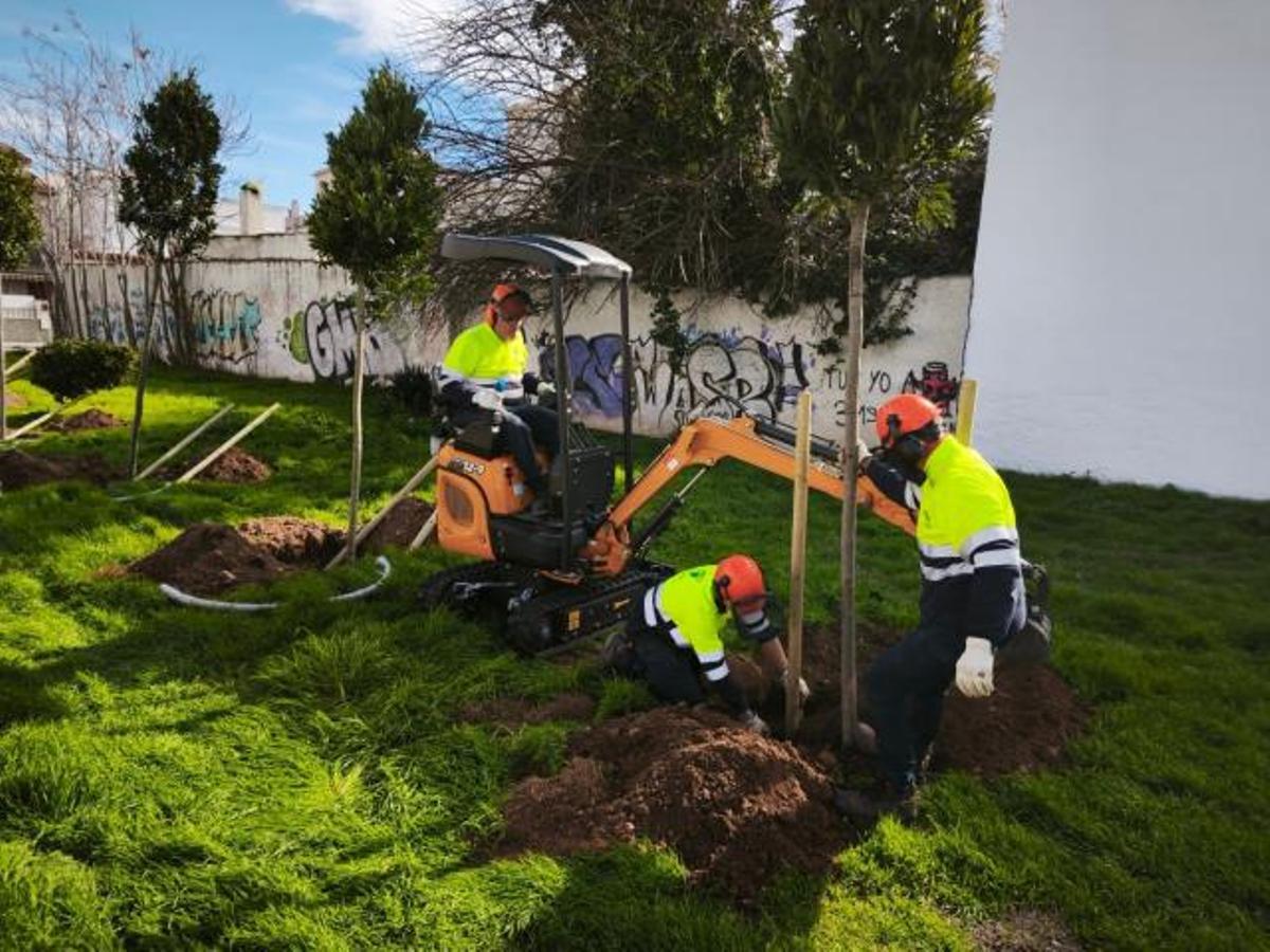 Operarios municipales plantan nuevos árboles en Vilanova i la Geltrú