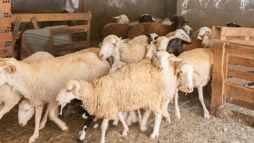 Crean una bolsa de empleo para trabajar en el sector agroganadero