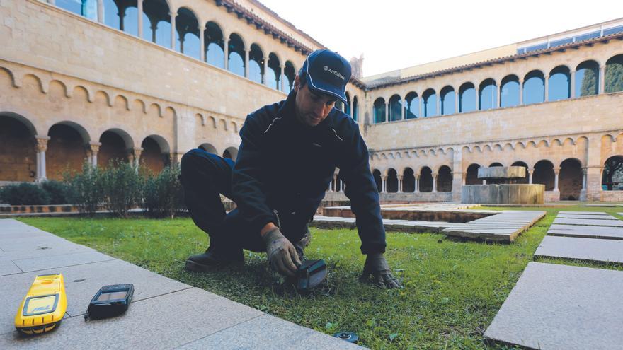 ¿Sabes cuál es la plaga más destructiva del patrimonio en Mallorca?