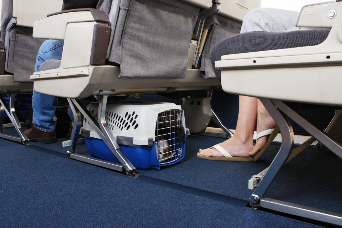 Qué debemos saber antes de viajar con mascotas en avión